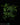 Synsepalum dulcificum