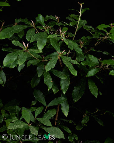 Synsepalum dulcificum