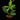 Synsepalum dulcificum