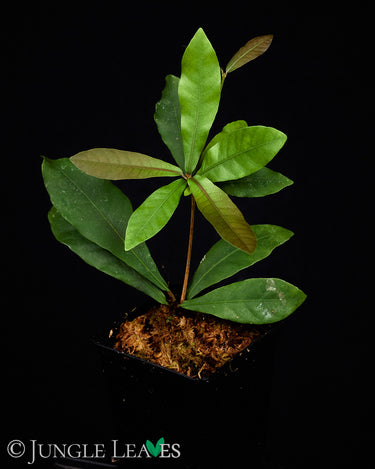 Synsepalum dulcificum