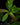 Synsepalum dulcificum