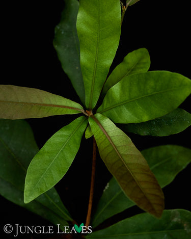 Synsepalum dulcificum