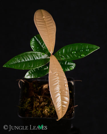 Syzygium Sp. Sulawesi