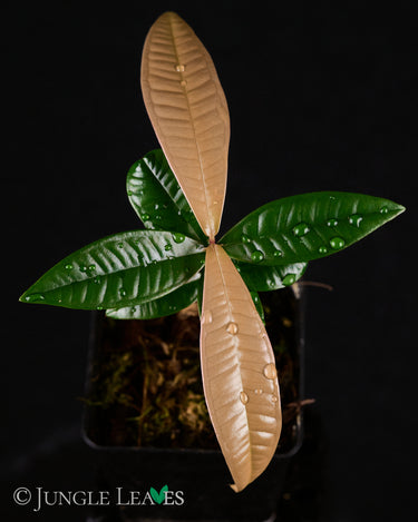 Syzygium Sp. Sulawesi