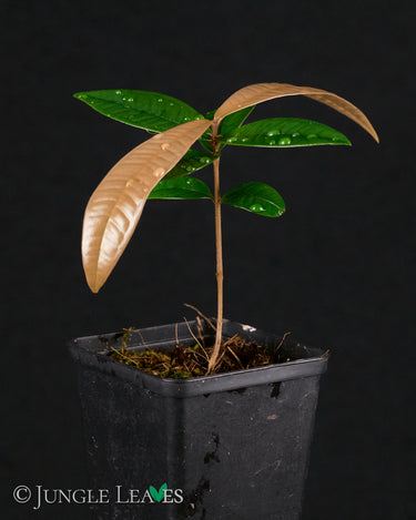 Syzygium Sp. Sulawesi