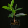 Syzygium jambos