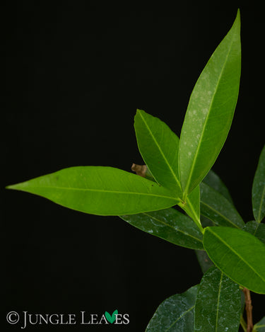 Syzygium jambos