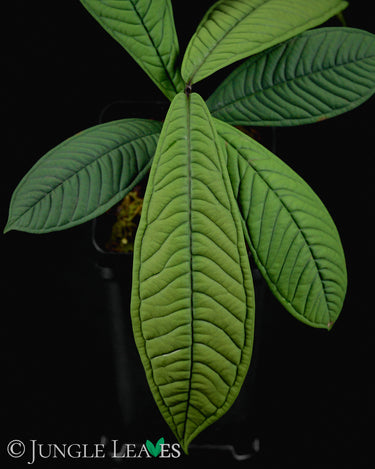 Syzygium jiewhoei
