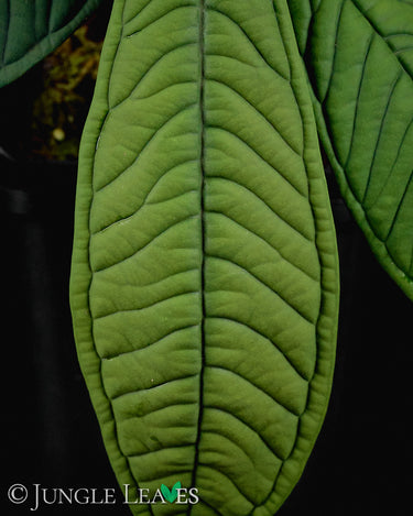 Syzygium jiewhoei