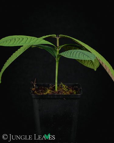 Syzygium jiewhoei