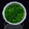 Taxiphyllum sp. Spiky Moss