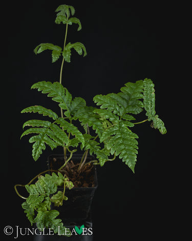 Tectaria gemmifera