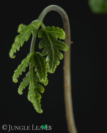Tectaria gemmifera