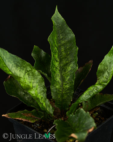 Tectaria hilocarpa