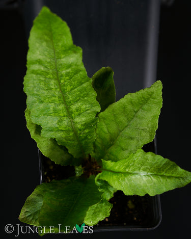 Tectaria hilocarpa