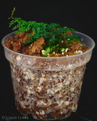 Teratophyllum rotundifoliatum
