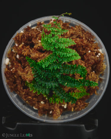 Teratophyllum rotundifoliatum