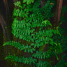 Teratophyllum rotundifoliatum