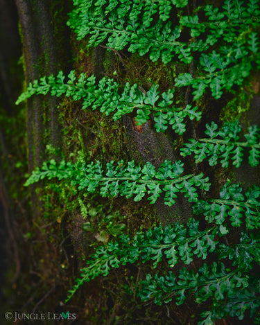 Teratophyllum rotundifoliatum