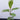 Sea almond medium