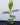 Sea almond medium