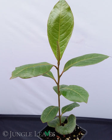 Sea almond medium