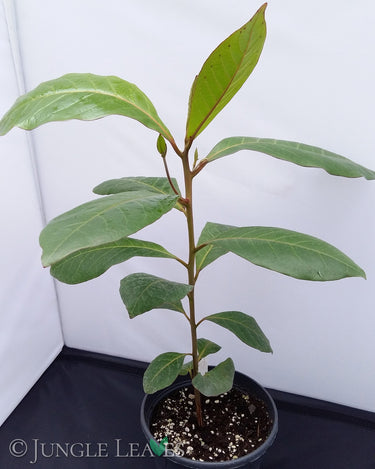 Sea almond large
