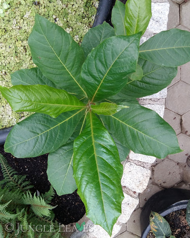 Sea almond large