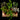 Terrarienpflanzen Mix