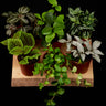 Terrarienpflanzen Mix