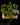 Terrarienpflanzen Mix
