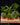 Farn Set Klein - Terrarienpflanzen Set