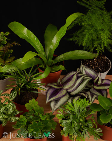 Farn Set Klein - Terrarienpflanzen Set