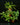 Farn Set Mittel - Terrarienpflanzen Set