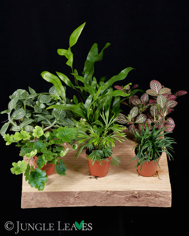 Farn Set Klein - Terrarienpflanzen Set