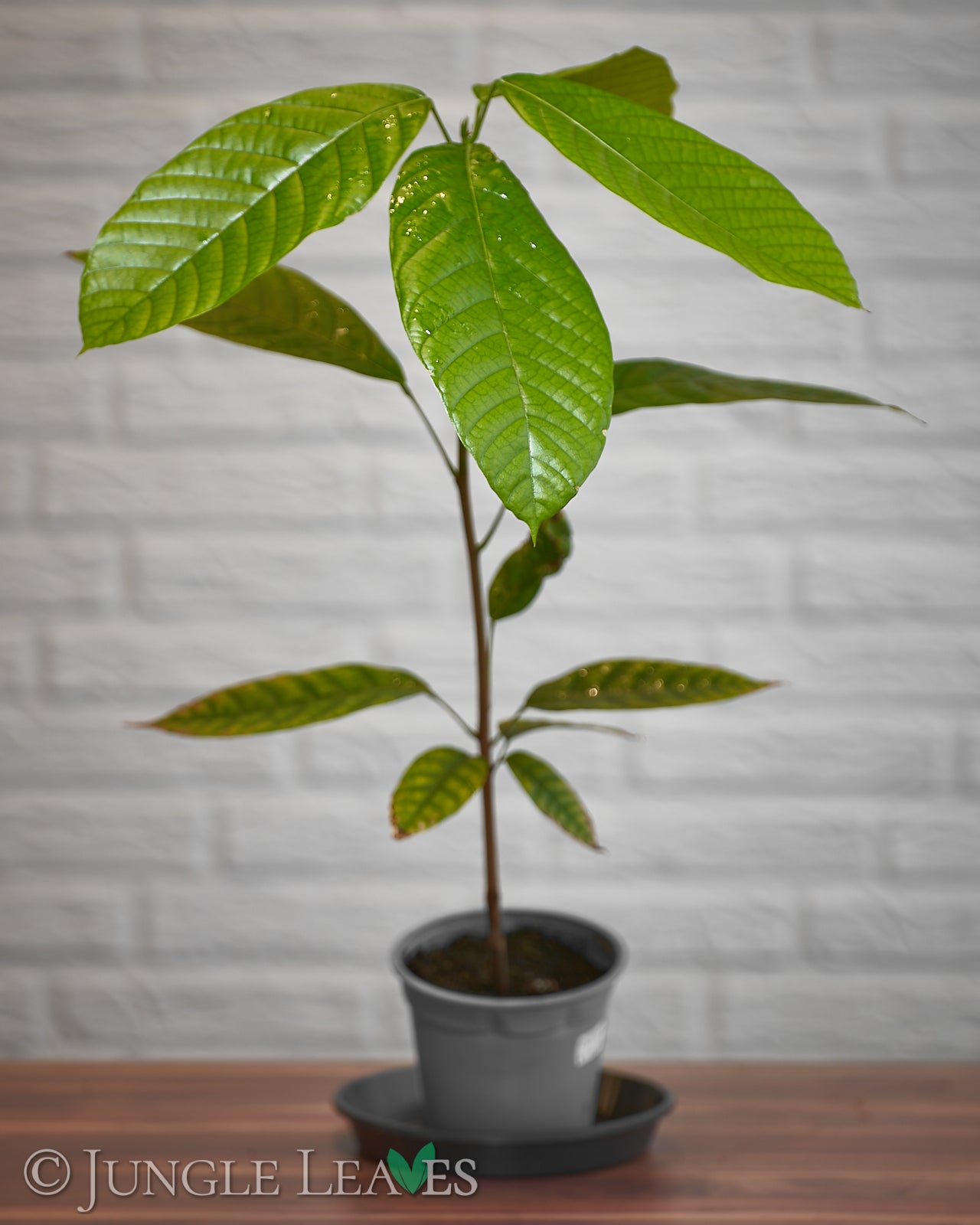 Theobroma cacao (Kakaobaum) Forastero – Jungle Leaves