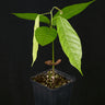 Theobroma cacao Sämling