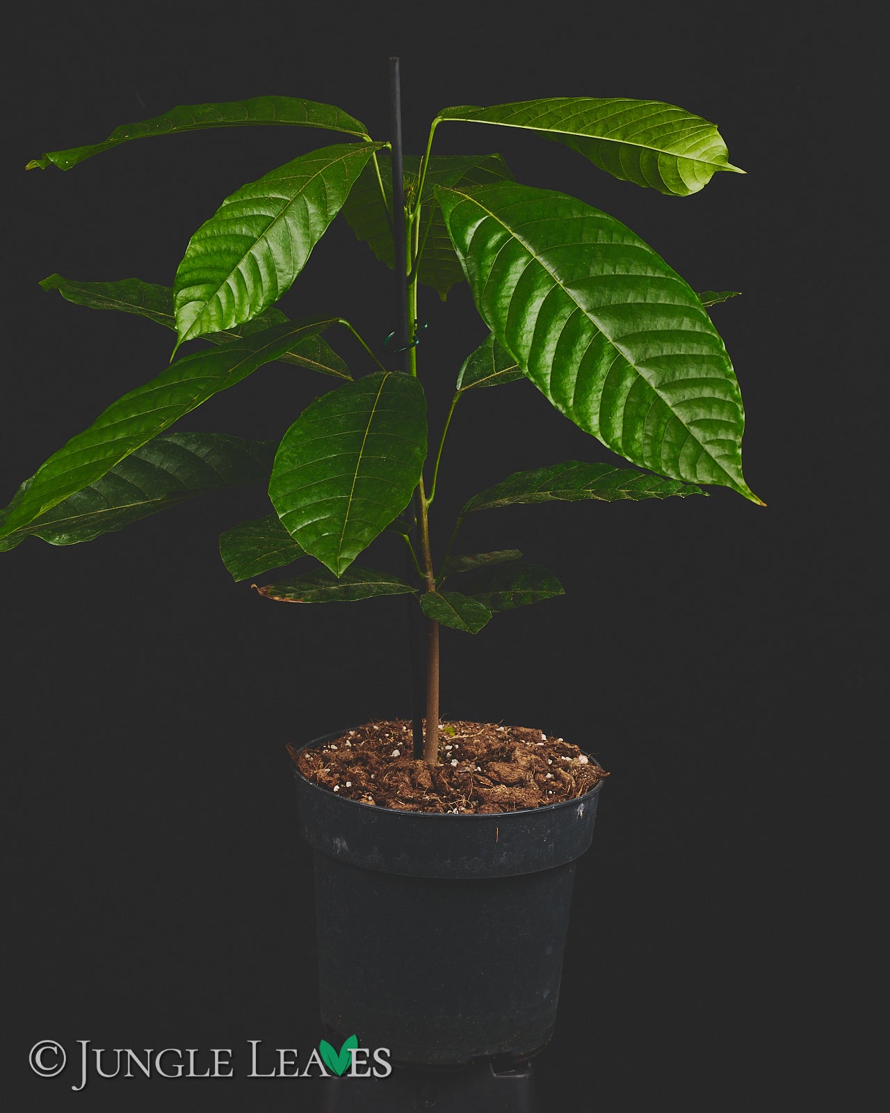 Theobroma cacao (Kakaobaum) Forastero – Jungle Leaves