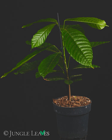 Theobroma cacao L