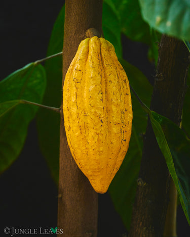 Theobroma cacao (Kakaobaum) Forastero