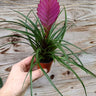 Tillandisa cyanea