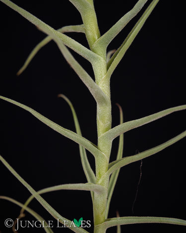 Tillandsia paleacea