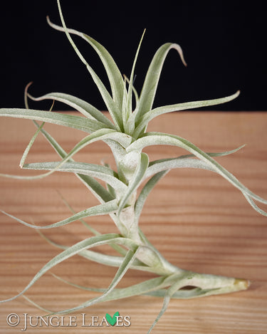 Tillandsia bergeri