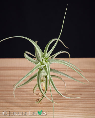 Tillandsia bergeri