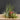 Tillandsia Set