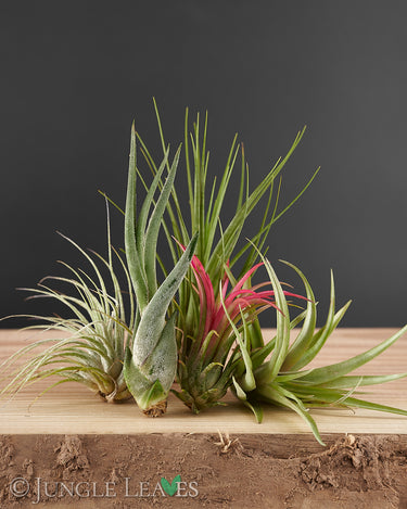 Tillandsia Set