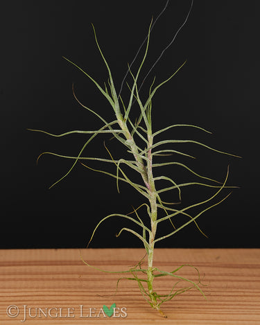 Tillandsia caerulea