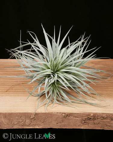 Tillandsia 'Super Silver'