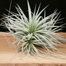 Tillandsia ‘Super Silver’