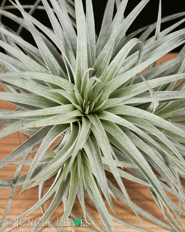 Tillandsia 'Super Silver'